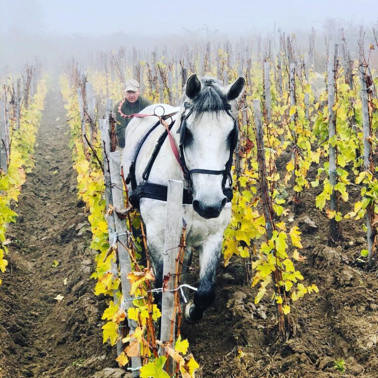 Our Wineries 8 123681601 3465866623450004 2020830859746620917 n