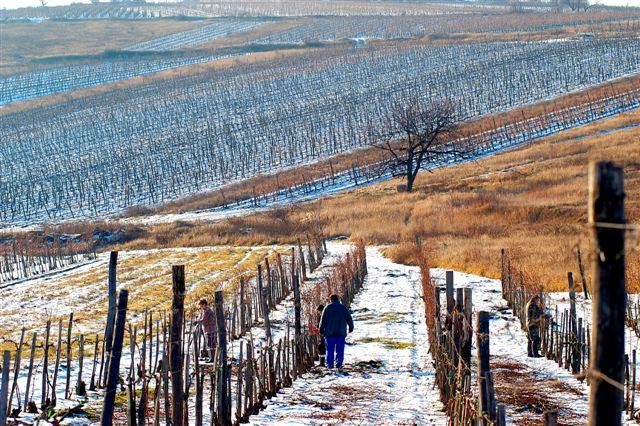 Our Wineries 10 1780855 653160721388096 691896692 n