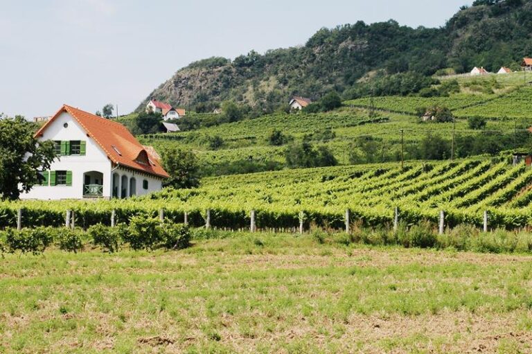 Our Wineries 22 764c6aed 45ae 431f bdcc d5b90ba2d890 kolonics birtok 211