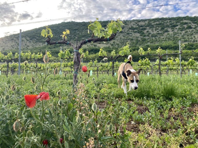 Home 8 Taste Hungary vineyard dog